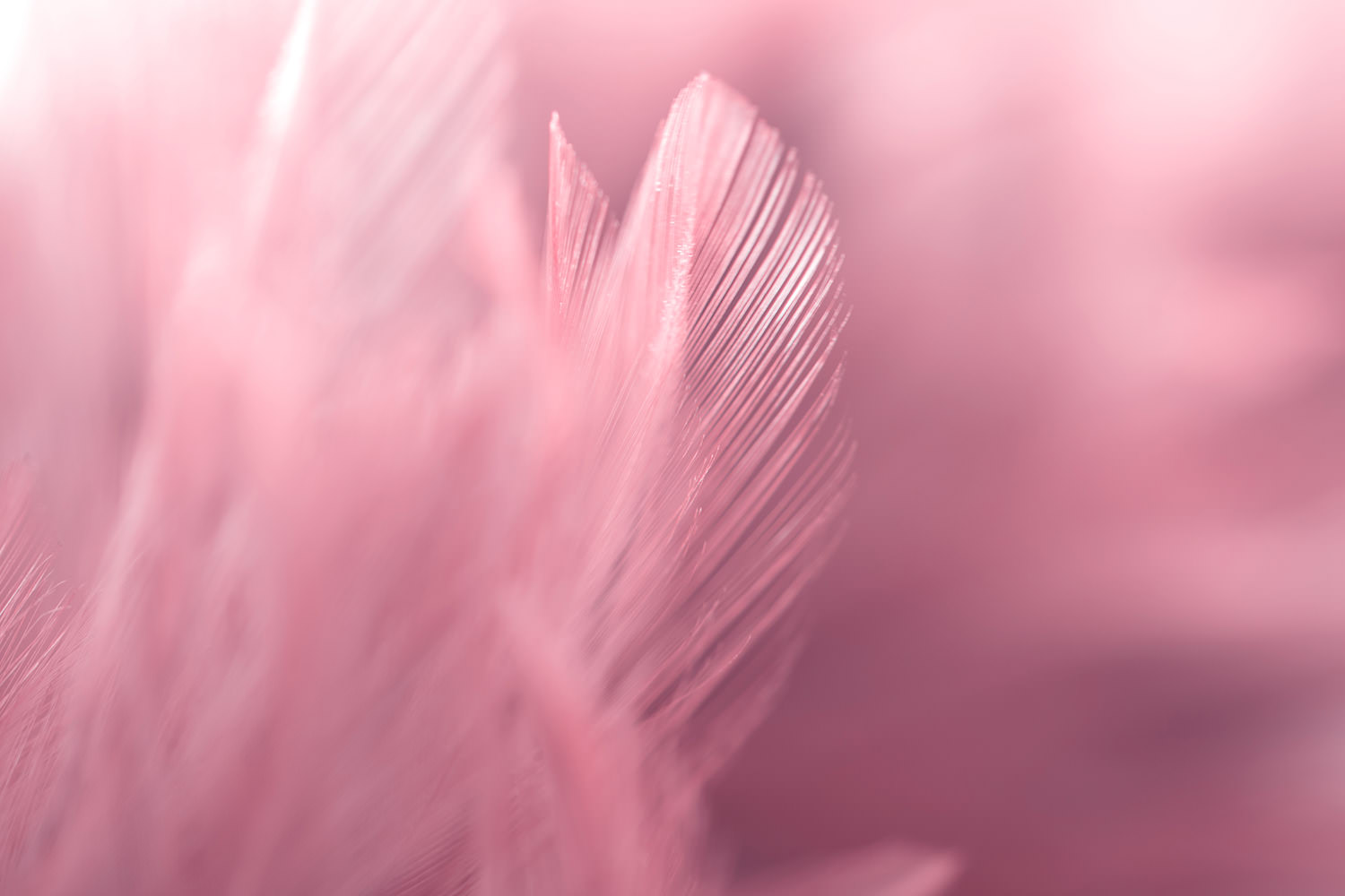 CÍRCULO DE ÁNGELES